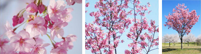 日本とラオス人民民主共和国との友好支援のため、ラオスへ桜〈陽光〉の植樹プロジェクト